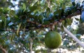 Owoc drzewa Guira