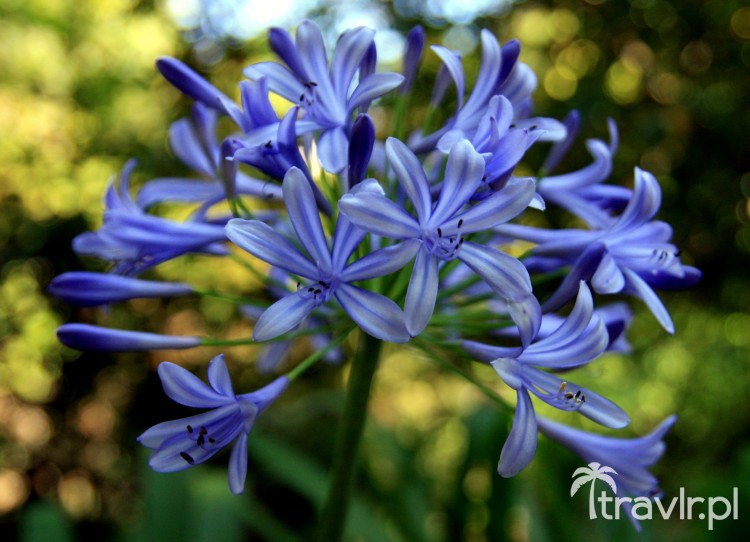 Ботанический парк Синтра