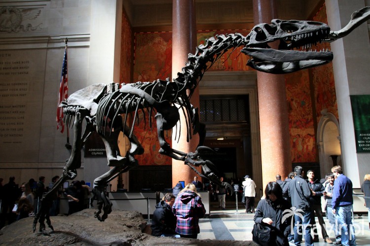 Dinozaur w Muzeum Historii Naturalnej