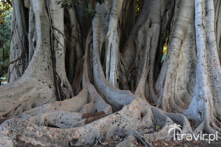 Fikus w parku Villa Garibaldi