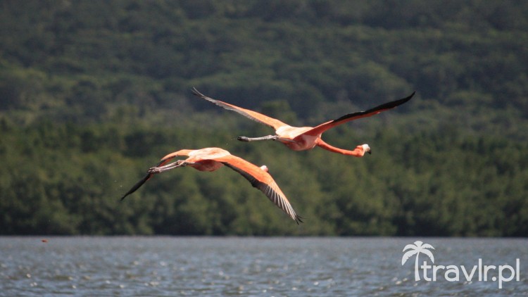 Flamingi w locie