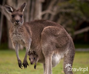 Kangur w Australii