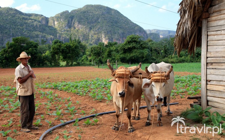 Plantacja tytoniu w Pinar del Rio