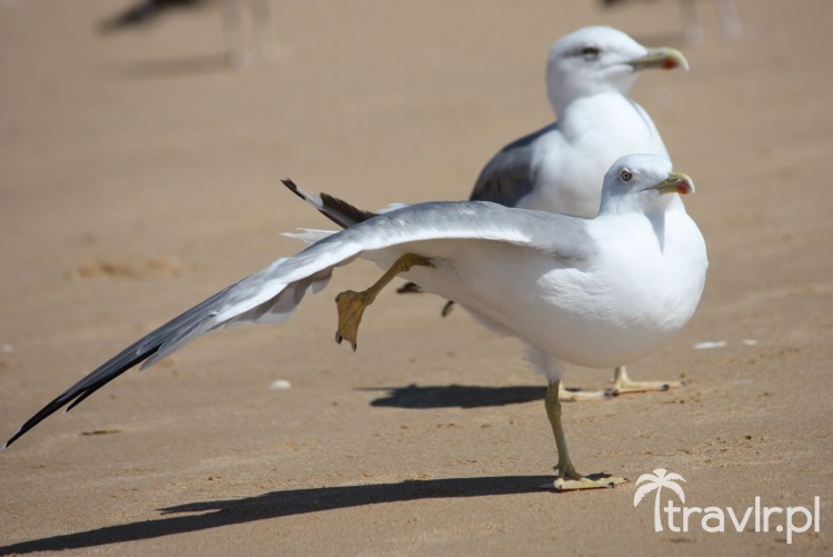Seagulls on the beach in Lagos