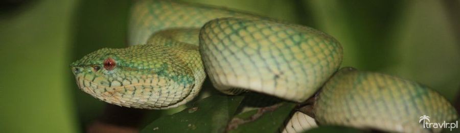 Zielony zaskroniec W Bako National Park